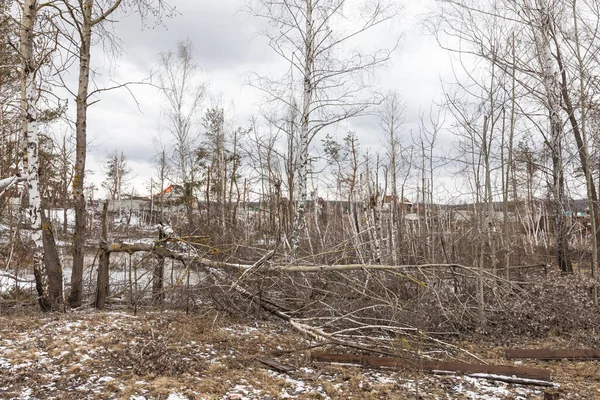 Árboles Caídos Rotos Como Resultado Explosiones Ven Pueblo Ruski Tyshky —  Fotos de Stock