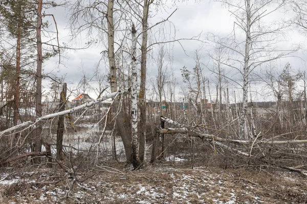 ハリコフ地方のロシア タイシュキー村では 爆発による倒木や壊れた木が見られる — ストック写真