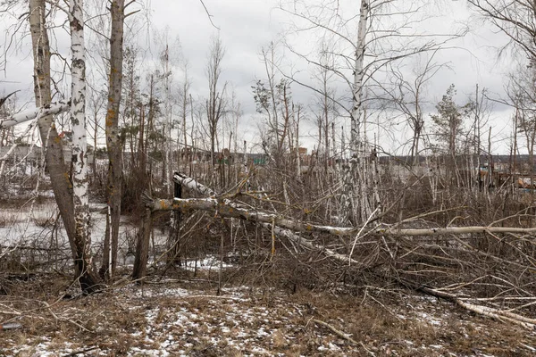 Padlé Polámané Stromy Důsledku Explozí Jsou Vidět Vesnici Ruski Tyshky — Stock fotografie