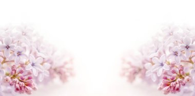 Çiçek arka planı. Yumuşak ve rüya renginde beyaz arkaplanda leylak çiçeklerinin yumuşak odak görüntüsü