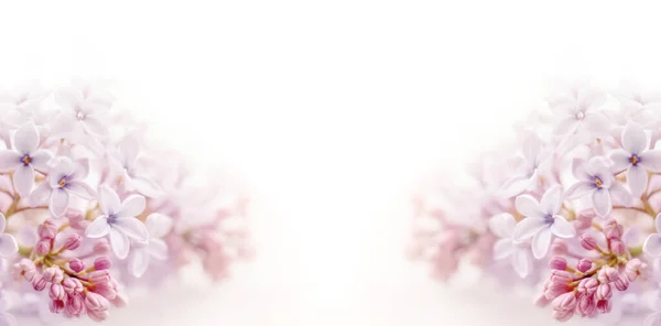 Flowers background. Soft focus image of lilac flowers on white background in the style of soft and dreamy pastels