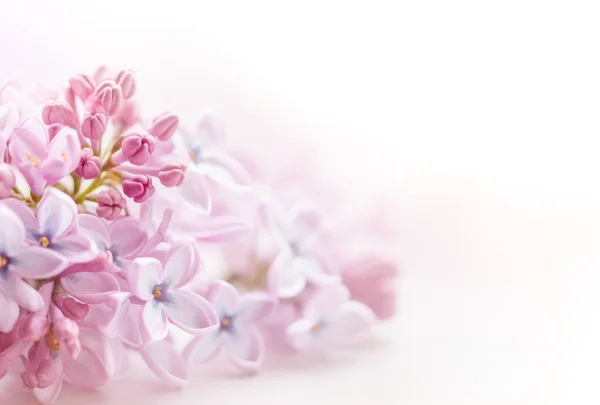 Flowers background. Soft focus image of lilac flowers on white background in the style of soft and dreamy pastels