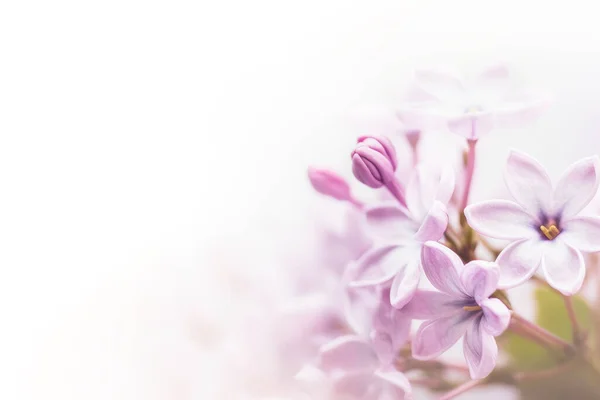 花的背景 柔和梦幻般的紫丁香花白色背景的柔和焦点图像 — 图库照片