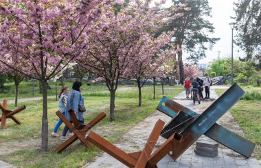 KYIV, UKRAINE - Mayıs. 04, 2023: Kyiv 'deki Kyoto Parkı' nda Sakura ağaçları çiçek açtı ve Kyiv parkındaki savaş işaretleri. 