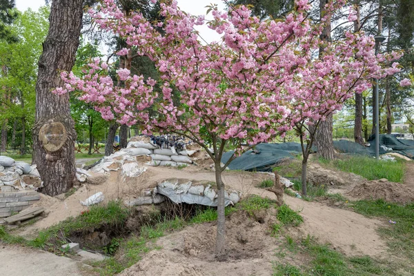 Kyiv Ukraine Mai 2023 Des Arbres Sakura Ont Fleuri Dans — Photo