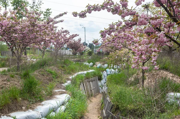 Kyiv Ucrania Mayo 2023 Los Árboles Sakura Han Florecido Parque — Foto de Stock