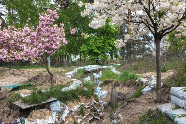 Kyiv Ukraine Mai 2023 Copacii Sakura Înflorit Parcul Kyoto Din — Fotografie, imagine de stoc