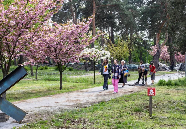 Kyiv Ukraine May 2023 Sakura Trees Have Blossomed Kyoto Park — Stock Photo, Image