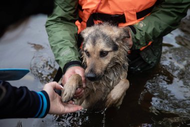 KHERSON, UKRAINE - Jun. 12, 2023: Rescue workers and volunteers rescue pets. A dog rescued from a flooded area clipart