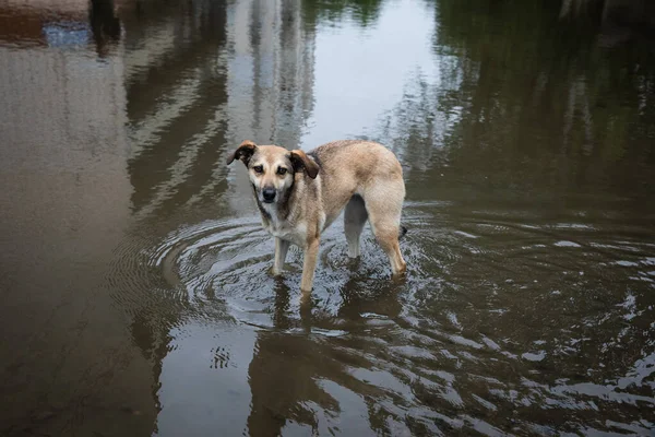 Kherson Ukraine 2023年 2023年 12月12日 ヘルソン通りの洪水時に水中の犬 — ストック写真