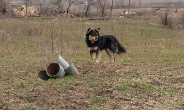 MYKOLAIV Reg, UKRAINE - Mar. 02, 2024: Ukrayna savaşı. Mykolaiv bölgesindeki bir köyde Rus düşman birliklerinden oluşan patlamamış bir füze ve başıboş bir köpek görülüyor.