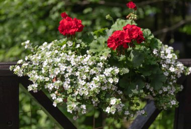 Doğadaki gözlem güvertesinin korkuluklarında kırmızı ve beyaz saksı çiçekleri.