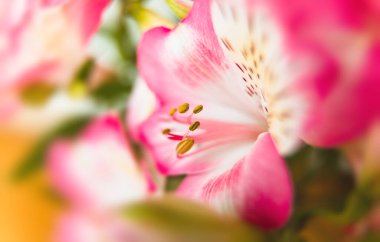 Çiçek arkaplan. Çiçek açan bir buket Alstroemeria çiçeği. Alstroemeria 'nın pembe çiçekleri