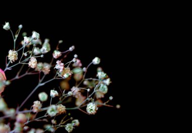 Çiçek arkaplan. İnce saplı narin, minik çiçekleri siyah bir arkaplana yaklaştır..