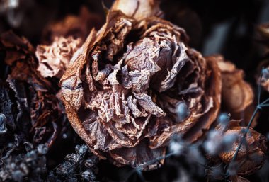 Kuru buket. Bir buketteki kurumuş çiçeklerin yakın plan görüntüsü. Yaşam ve ölüm kavramı. Solmuş çiçek arkaplanı