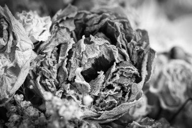 Kuru buket. Bir buketteki kurumuş çiçeklerin yakın plan görüntüsü. Yaşam ve ölüm kavramı. Solmuş çiçek arkaplanı