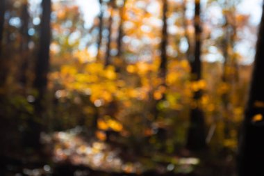 Sonbahar ormanının bulanık görüntüsü. Soyut doğal arkaplan ve doku.