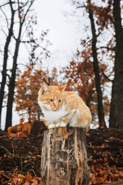 Closeup of a ginger cat perched on a tree stump against a gray sky and bare trees clipart