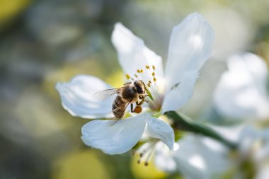 Delicate white flowers of the trifoliate orange are in full bloom during spring, while a bee diligently collects pollen, contributing to the cycle of nature. clipart