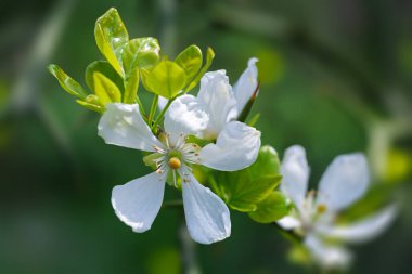 Trifoliate orange flowers showcase their pristine white petals among vibrant green leaves during spring. This natural floral display captures the essence of seasonal beauty and renewal. clipart