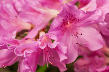 Parlak pembe çiçekler yemyeşil bahar bahçesini süslüyor, yeniden canlanmanın güzelliğini sergiliyor. Renkli çiçekler neşe ve tazelik saçıyor, ziyaretçileri mevsimin tadını çıkarmaya davet ediyor..