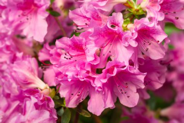 Canlı pembe açelyalar çerçeveyi dolduruyor, zarif yapraklarını ve parlak yeşil yapraklarını sergiliyorlar. Bu bahar manzarası, doğanın güzelliğini ve çiçek açan çiçekleri vurguluyor..