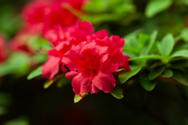 Canlı pembe açelya çiçekleri bahar zamanı taze yeşil yapraklar arasında çiçek açar. Doğal çiçekli güzellik, sakin bir açık havada hayatın ve rengin yenilenmesini sergiliyor..