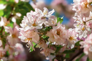 İlkbaharda, narin kiraz çiçekleri yumuşak pembe taç yapraklarını ortaya çıkarırlar, sıcak güneş ışığı altında canlı mavi gökyüzüne karşı gelişerek, dingin ve büyüleyici bir doğal ortam yaratırlar..