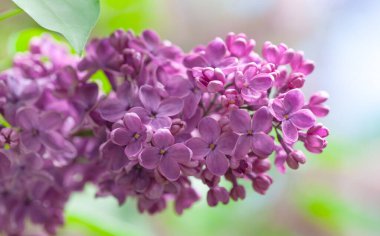 İlkbaharda açan leylak çiçekleri narin mor yapraklarını yumuşak doğal bir arka planda sergiliyorlar. Sahne mevsimlik çiçeklerin büyümesinin güzelliğini vurguluyor..