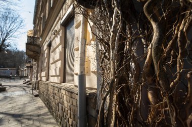 Lviv, Ukrayna - Mar. 22, 2025: Lviv 'de sakin bir sokakta ağaç kökleri ve sarmaşıkların sarmalandığı, güneşli bir günde şehrin zengin tarihini ve doğal güzelliklerini yansıtan eski bir bina sergileniyor..