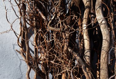 Dallardan ve sarmaşıklardan oluşan bir karmaşa solgun bir duvara karşı desenli, organik bir düzenleme yaratır. Gölgeler bırakır ve daha yakından incelemeye davet eder..