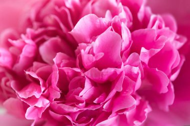 Yakın çekim, canlı pembe bir şakayığın karmaşık detaylarını gözler önüne seriyor. Çiçek aranjmanları ve dekoratif amaçlar için mükemmel..