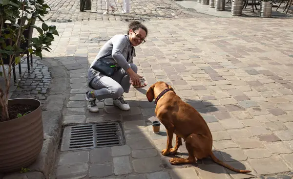Lviv, Ukrayna - Haziran. 01, 2025: Bir kadın parke taşlı bir sokakta kahverengi bir köpekle etkileşime geçiyor, güneşli bir günün tadını çıkarıyor.