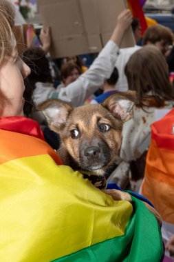 Kyiv, Ukrayna - Haziran. 14, 2025: Şaşırmış bir ifadeye sahip bir köpek, KyivPride yürüyüşünde gökkuşağı bayrağına sarılı olarak taşınır..