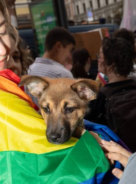 Kyiv, Ukrayna - Haziran. 14, 2025: Bir köpek yavrusu gökkuşağı bayrağıyla çevrili bir insanın kollarında tutuluyor.