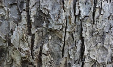 Ağaç kabuğu, karmaşık desenli gri ve kahverengi renkli desenli dokulu bir yüzey gösteriyor. Detaylı bir doğal zemin oluşturuyor..