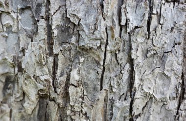 Ağaç kabuğunu kapat, dokuları ve doğal detayları göster. Özgeçmiş, doğa temaları ve organik kavramlar için ideal..