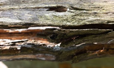 Yıpranmış ahşap ve karmaşık dokular yakın çekim. Odunların ayrıntıları doğal ışık altında yakalanır..