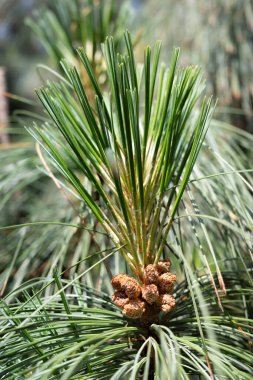 Taze yeşil çam iğneleri ve küçük kahverengi koni yakın plan bulanık arka plan.