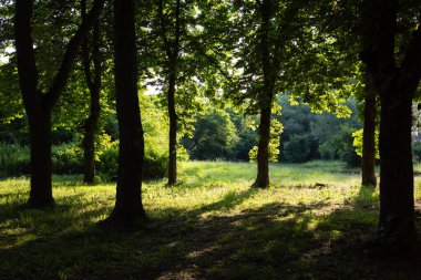 Güneş ışığı, sakin bir ormandaki ağaçların arasından süzülüp çimlere gölge düşürür..