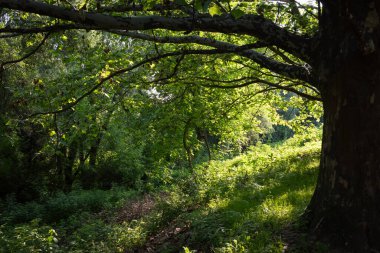 Güneşli bir orman sahnesi, ışığın yaprakların arasından süzülüp, sağında büyük bir ağaç gövdesi ile aşağıdaki yemyeşil yeşilliği aydınlattığı..