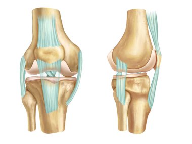 Front and side anatomical view of an human knee. Digital illustration.