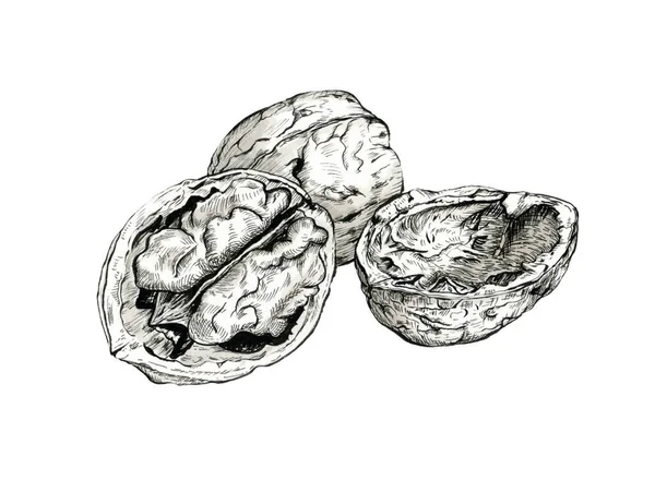 Prasklá Kresba Inkoustu Vlašských Ořechů Tradiční Ilustrace Inkoustu Papíře Royalty Free Stock Fotografie