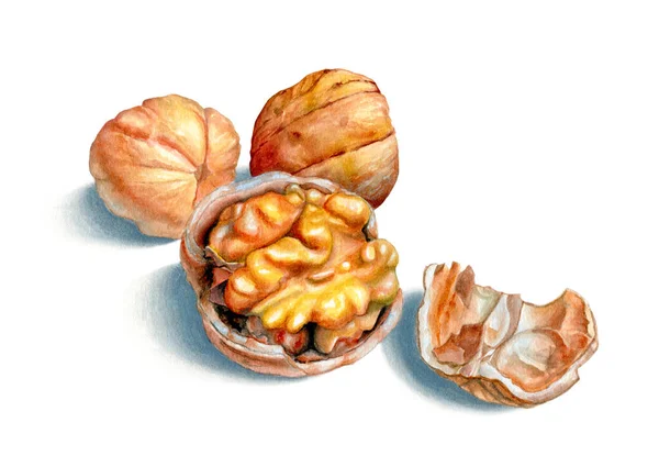 Akvarel Ilustrace Některých Vlašských Ořechů Tradiční Ilustrace Papíře Stock Obrázky