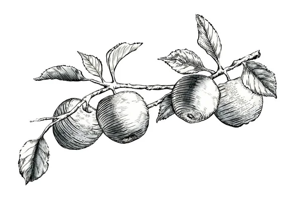 一些成熟的苹果优雅地悬挂在树叶茂盛的树枝上 传统水墨画在纸上 我自己的作品 免版税图库图片
