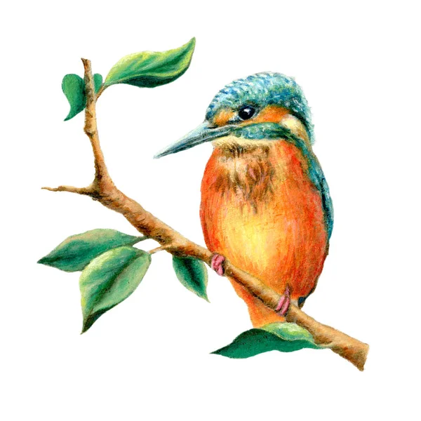Kingfisher Seděl Větvi Listy Originální Ilustrace Vlastní Dílo — Stock fotografie