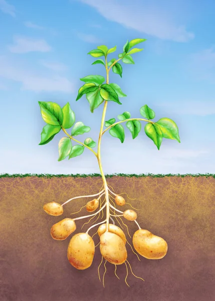 Kökü, yaprakları ve yumrusu toprakta büyüyen patates bitkisini gösteren diyagram. Kağıt üzerinde geleneksel illüstrasyon.