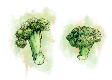Brokoli saplarının mürekkep ve suluboya çizimleri. Kağıt üzerinde geleneksel illüstrasyon.