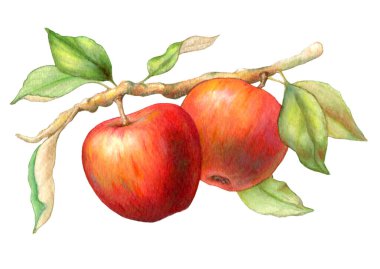 Yapraklı bir daldan sarkan renkli kırmızı elmalar. Kağıt üzerinde geleneksel illüstrasyon, benim kendi sanatım..