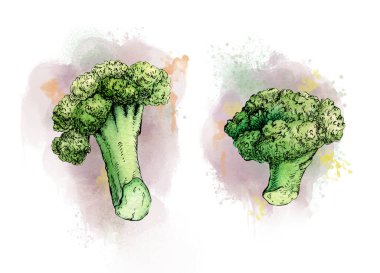 Brokoli saplarının mürekkep ve suluboya çizimleri. Kağıt üzerinde geleneksel illüstrasyon.